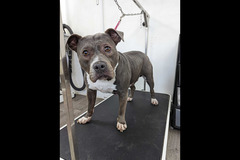 LD Dog Grooming Coventry