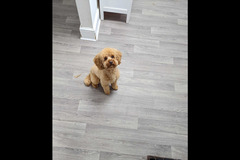 LD Dog Grooming Coventry