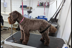 LD Dog Grooming Coventry