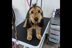 LD Dog Grooming Coventry