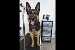 LD Dog Grooming Coventry - 7