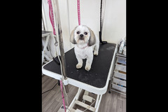 LD Dog Grooming Coventry - 8
