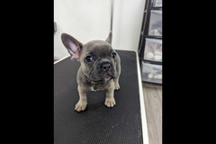 LD Dog Grooming Coventry - 9