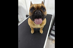 LD Dog Grooming Coventry - 10