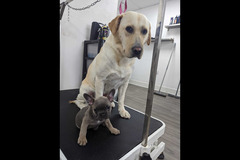 LD Dog Grooming Coventry - 11