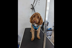 LD Dog Grooming Coventry - 13