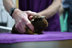 Godiva Veterinary Clinic Coventry
