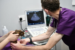 Godiva Veterinary Clinic Coventry - 6