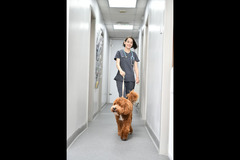 Godiva Veterinary Clinic Coventry - 7