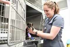 Godiva Veterinary Clinic Coventry - 22