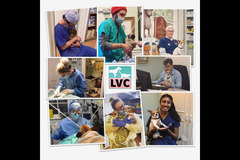 London Vet Clinic