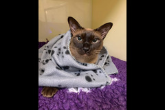 London Vet Clinic