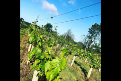 Blabers Hall Wine Estate Fillongley