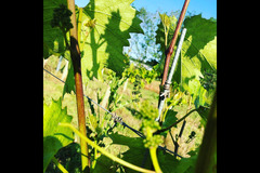 Blabers Hall Wine Estate Fillongley - 6