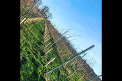 Blabers Hall Wine Estate Fillongley - 7