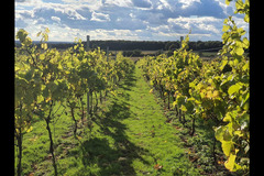 Blabers Hall Wine Estate Fillongley - 8