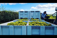 Blabers Hall Wine Estate Fillongley - 10