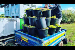 Blabers Hall Wine Estate Fillongley - 11