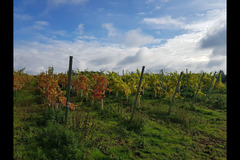 Blabers Hall Wine Estate Fillongley - 15