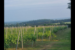 Blabers Hall Wine Estate Fillongley - 17