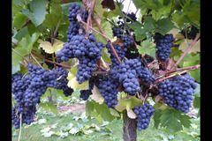 Bearley Vineyard