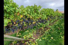 Bearley Vineyard