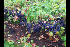 Bearley Vineyard