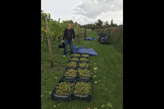 Bearley Vineyard - 10