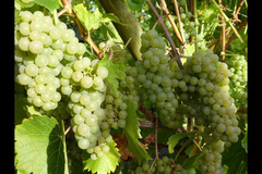 Bearley Vineyard - 11