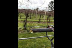 Bearley Vineyard - 13