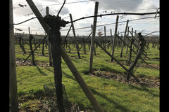 Bearley Vineyard - 14