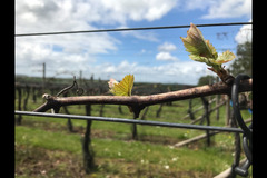 Bearley Vineyard - 16