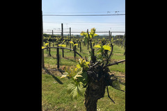 Bearley Vineyard - 17