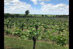 Bearley Vineyard - 18