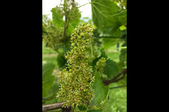 Bearley Vineyard - 19