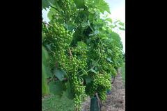 Bearley Vineyard - 20