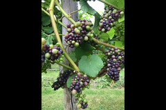 Bearley Vineyard - 21