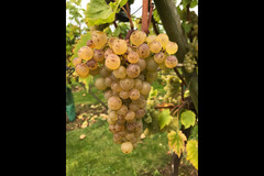 Bearley Vineyard - 23