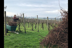 Bearley Vineyard - 25