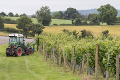 Halfpenny Green Wine Estate - 3