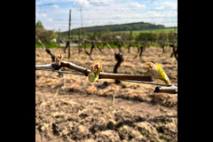 Halfpenny Green Wine Estate - 5