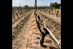 Halfpenny Green Wine Estate - 6