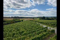Halfpenny Green Wine Estate - 7