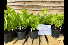Halfpenny Green Wine Estate - 10