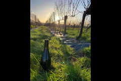Halfpenny Green Wine Estate - 15