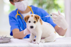 Tudor House Veterinary Practice Wolverhampton