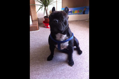 Paws to Walk Wolverhampton