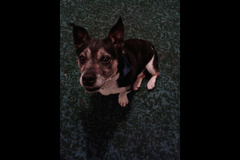 Paws to Walk Wolverhampton
