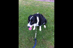 Paws to Walk Wolverhampton - 6