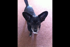 Paws to Walk Wolverhampton - 7